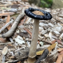 Coprinus comatus at Acton, ACT - 3 Apr 2023