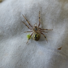 Salsa fuliginata (Sooty Orb-weaver) at Charleys Forest, NSW - 18 Dec 2021 by arjay