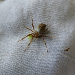 Salsa fuliginata at Charleys Forest, NSW - 18 Dec 2021