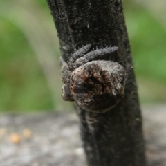 Dolophones sp. (genus) (Wrap-around spider) at Charleys Forest, NSW - 11 Dec 2021 by arjay