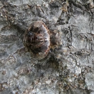 Dolophones sp. (genus) at Charleys Forest, NSW - 11 Dec 2021