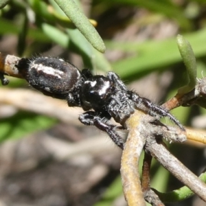 Sandalodes scopifer at Charleys Forest, NSW - suppressed