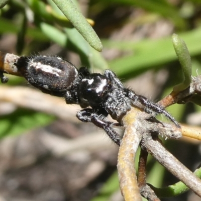 Sandalodes scopifer (White-spotted Sandalodes) at Charleys Forest, NSW - 2 Dec 2021 by arjay