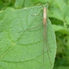 Tetragnatha sp. (genus) (Long-jawed spider) at Charleys Forest, NSW - 25 Nov 2021 by arjay