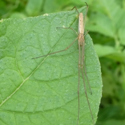 Tetragnatha sp. (genus) (Long-jawed spider) at Mongarlowe River - 24 Nov 2021 by arjay