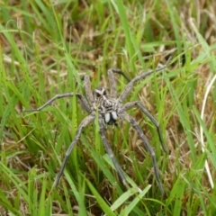 Tasmanicosa sp. (genus) (Tasmanicosa wolf spider) at Charleys Forest, NSW - 19 Nov 2021 by arjay
