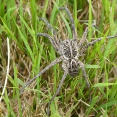 Tasmanicosa sp. (genus) at Charleys Forest, NSW - 19 Nov 2021