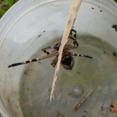 Neosparassus calligaster (Beautiful Badge Huntsman) at Charleys Forest, NSW - 3 Oct 2021 by arjay