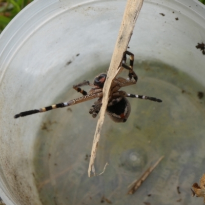 Neosparassus calligaster (Beautiful Badge Huntsman) at QPRC LGA - 3 Oct 2021 by arjay