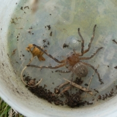 Neosparassus calligaster at Charleys Forest, NSW - 3 Oct 2021