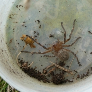 Neosparassus calligaster at Charleys Forest, NSW - suppressed