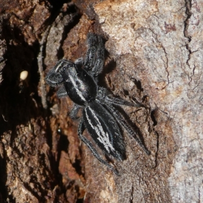 Ocrisiona leucocomis (White-flecked Crevice-dweller) at Mongarlowe River - 13 May 2021 by arjay