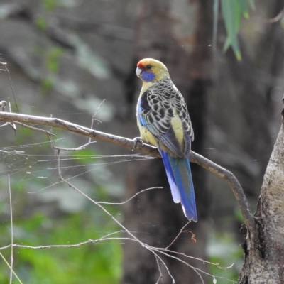 Platycercus elegans flaveolus (Yellow Rosella) at Wonga Wetlands - 29 Mar 2023 by GlossyGal