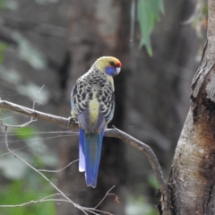 Platycercus elegans flaveolus at Splitters Creek, NSW - 29 Mar 2023 03:45 PM