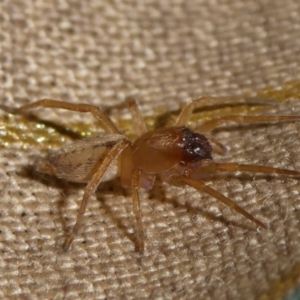 Clubiona sp. (genus) at Charleys Forest, NSW - 28 Mar 2021