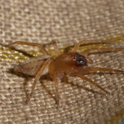 Clubiona sp. (genus) (Unidentified Stout Sac Spider) at Charleys Forest, NSW - 28 Mar 2021 by arjay