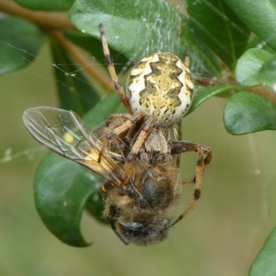 Salsa fuliginata (Sooty Orb-weaver) at Mongarlowe River - 14 Feb 2021 by arjay