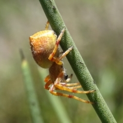 Salsa fuliginata (Sooty Orb-weaver) at Charleys Forest, NSW - 21 Dec 2021 by arjay