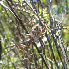 Backobourkia (genus) (An orb weaver) at Charleys Forest, NSW - 21 Dec 2021 by arjay