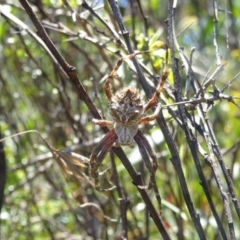 Backobourkia sp. (genus) (An orb weaver) at Charleys Forest, NSW - 21 Dec 2021 by arjay