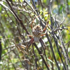 Backobourkia sp. (genus) at Charleys Forest, NSW - 21 Dec 2021