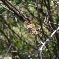 Backobourkia (genus) at Charleys Forest, NSW - suppressed
