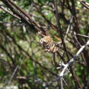 Backobourkia sp. (genus) at Charleys Forest, NSW - 21 Dec 2021