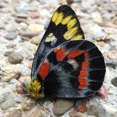 Delias harpalyce (Imperial Jezebel) at Acton, ACT - 3 Apr 2023 by JohnBundock