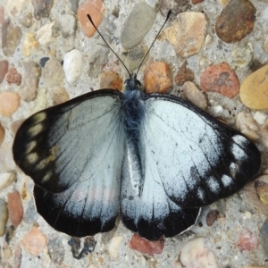 Delias harpalyce at Acton, ACT - 3 Apr 2023 03:57 PM