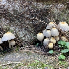 Coprinellus etc. (An Inkcap) at Acton, ACT - 3 Apr 2023 by AJB