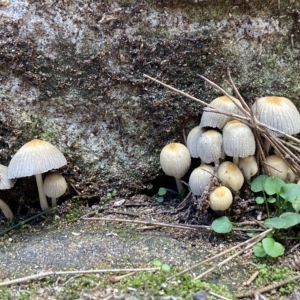 Coprinellus etc. at Acton, ACT - 3 Apr 2023