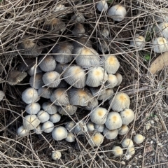 Coprinellus etc. at Acton, ACT - 3 Apr 2023 11:07 AM