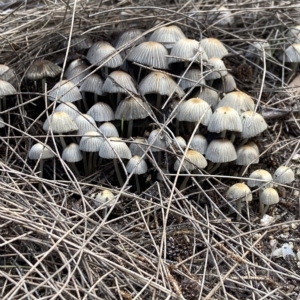 Coprinellus etc. at Acton, ACT - 3 Apr 2023 11:07 AM