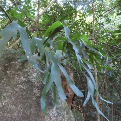 Platycerium hillii (Elkhorn Fern) at Fitzroy Island, QLD - 30 Mar 2023 by MatthewFrawley