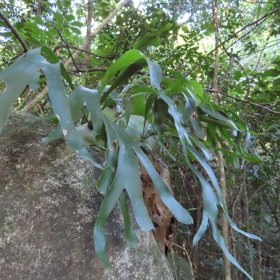Platycerium hillii (Elkhorn Fern) at Fitzroy Island, QLD - 31 Mar 2023 by MatthewFrawley