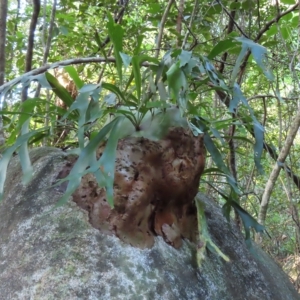 Platycerium hillii at Fitzroy Island, QLD - 31 Mar 2023 07:37 AM