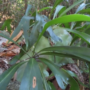 Platycerium hillii at Fitzroy Island, QLD - 31 Mar 2023