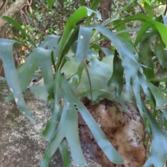 Platycerium hillii at Fitzroy Island, QLD - 31 Mar 2023 07:37 AM