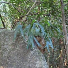 Platycerium hillii at Fitzroy Island, QLD - 31 Mar 2023