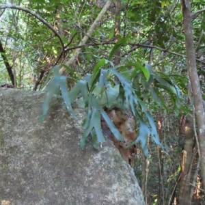Platycerium hillii at Fitzroy Island, QLD - 31 Mar 2023 07:37 AM