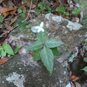 Pseuderanthemum variabile at Fitzroy Island, QLD - 31 Mar 2023