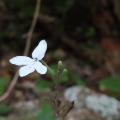 Pseuderanthemum variabile at Fitzroy Island, QLD - 31 Mar 2023