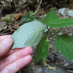 Pseuderanthemum variabile at Fitzroy Island, QLD - 31 Mar 2023 07:41 AM