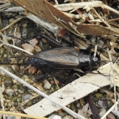 Teleogryllus commodus (Black Field Cricket) at Splitters Creek, NSW - 29 Mar 2023 by GlossyGal