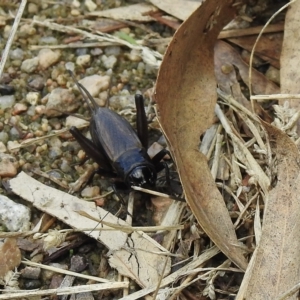 Teleogryllus commodus at Splitters Creek, NSW - 29 Mar 2023