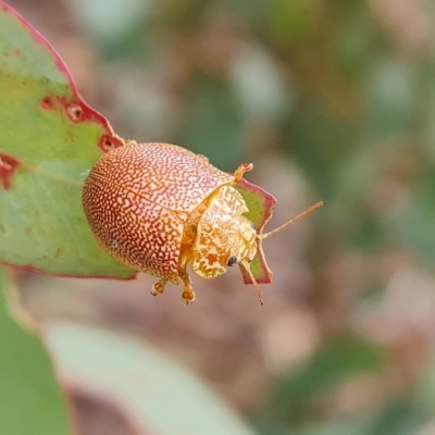 Paropsis atomaria (Eucalyptus leaf beetle) at Isaacs, ACT - 3 Apr 2023 by Mike