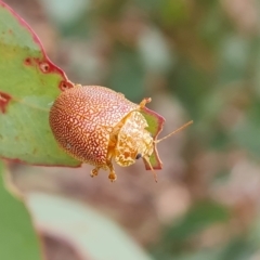 Paropsis atomaria (Eucalyptus leaf beetle) at Isaacs, ACT - 3 Apr 2023 by Mike