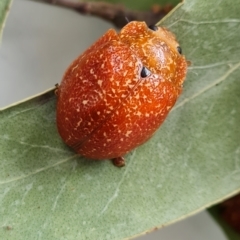 Paropsis variolosa (Variolosa leaf beetle) at Isaacs, ACT - 3 Apr 2023 by Mike