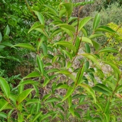 Ligustrum lucidum (Large-leaved Privet) at Isaacs Ridge and Nearby - 2 Apr 2023 by Mike