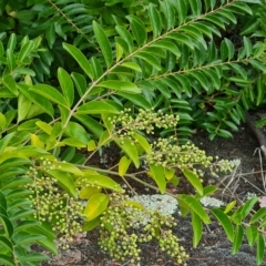 Ligustrum sinense (Narrow-leaf Privet, Chinese Privet) at Isaacs, ACT - 2 Apr 2023 by Mike